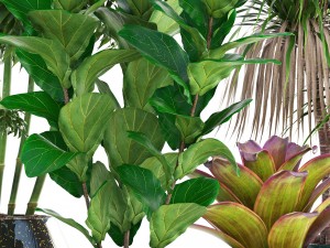 collection of tropical plants 3D 模型