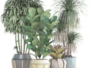 collection of tropical plants 3D 模型