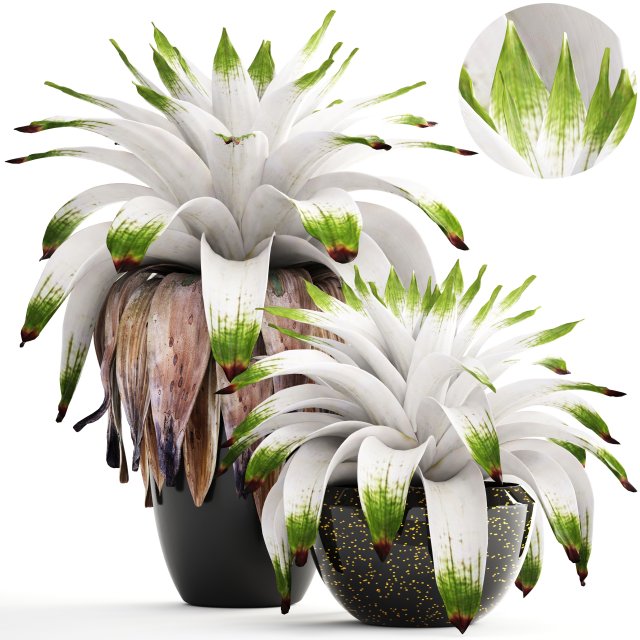 tropical plant shrubs bromelia 3D Model .c4d .max .obj .3ds .fbx .stl .blend 