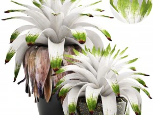 열대 식물 관목 브로멜리아 3D 모델