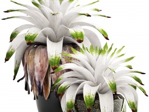 tropical plant shrubs bromelia 3D Model