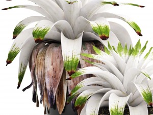 tropical plant shrubs bromelia 3D Model