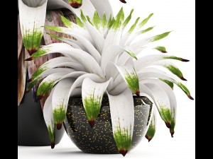tropical plant shrubs bromelia 3D Model