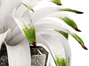 tropical plant shrubs bromelia 3D Model