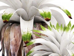 tropical plant shrubs bromelia 3D Model