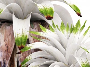 tropical plant shrubs bromelia 3D Model