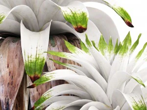 tropical plant shrubs bromelia 3D Model