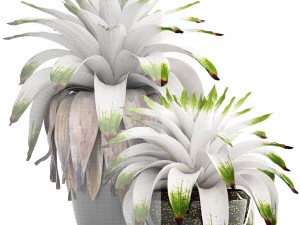 tropical plant shrubs bromelia 3D Model