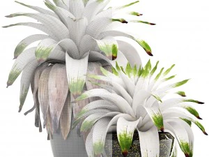 tropical plant shrubs bromelia 3D Model