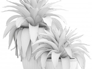 tropical plant shrubs bromelia 3D Model