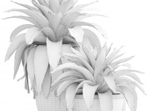tropical plant shrubs bromelia 3D Model