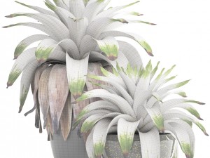 tropical plant shrubs bromelia 3D Model