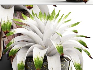 tropical plant shrubs bromelia 3D Model