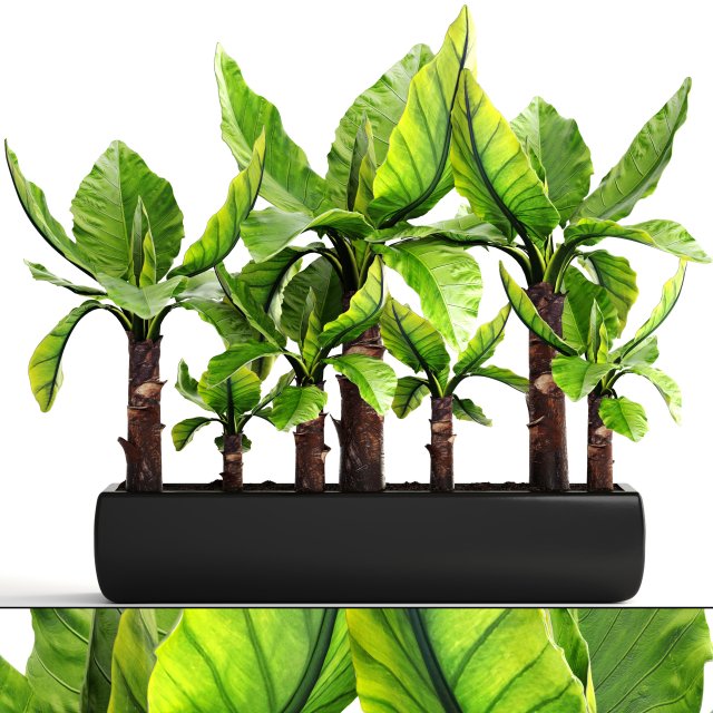 tropical plant typhonodorum lindleyanum 3D 모델 .c4d .max .obj .3ds .fbx .stl .blend