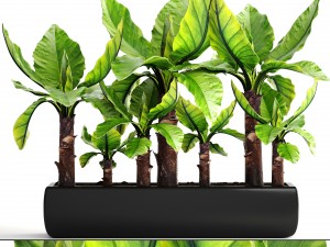 tropical plant typhonodorum lindleyanum 3D Model