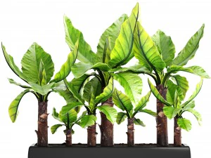 tropical plant typhonodorum lindleyanum 3D Model