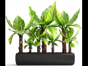 tropical plant typhonodorum lindleyanum 3D Model