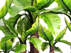 tropical plant typhonodorum lindleyanum 3D 모델