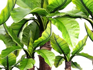 tropical plant typhonodorum lindleyanum 3D Model