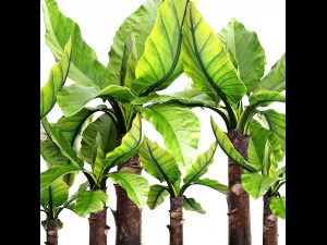 tropical plant typhonodorum lindleyanum 3D Model
