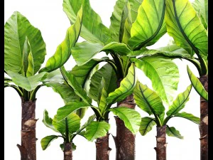 tropical plant typhonodorum lindleyanum 3D Model