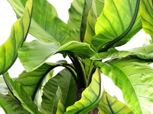 tropical plant typhonodorum lindleyanum 3D Model