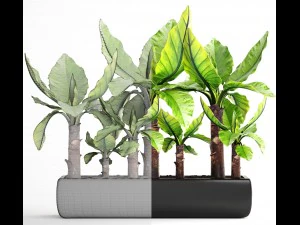 tropical plant typhonodorum lindleyanum 3D Model