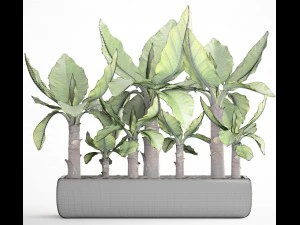 tropical plant typhonodorum lindleyanum 3D Model