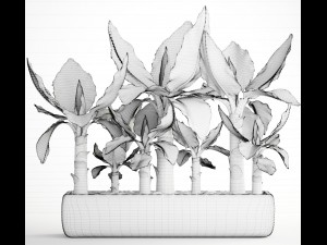 tropical plant typhonodorum lindleyanum 3D 모델