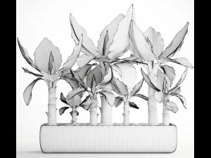 tropical plant typhonodorum lindleyanum 3D Model