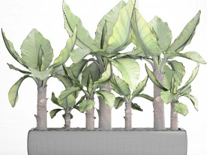 tropical plant typhonodorum lindleyanum 3D Model