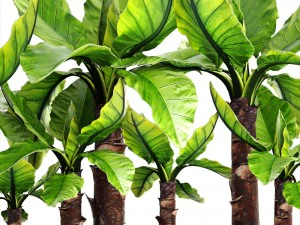 tropical plant typhonodorum lindleyanum 3D Model