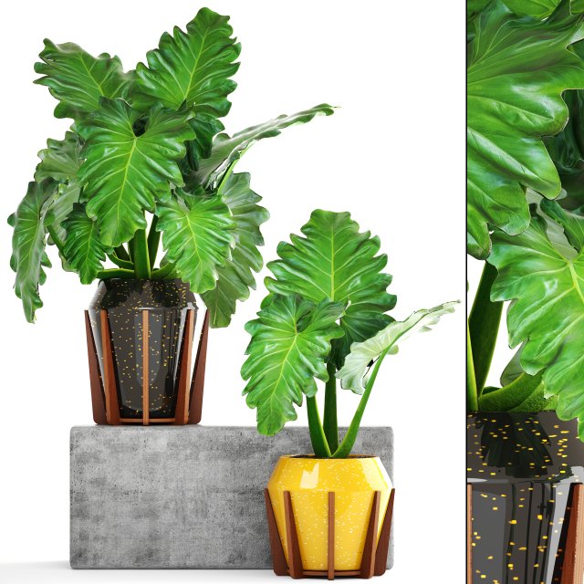 tropical plant shrubs 3D Modell .c4d .max .obj .3ds .fbx .stl .blend