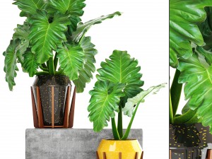 tropical plant shrubs 3D-Modell