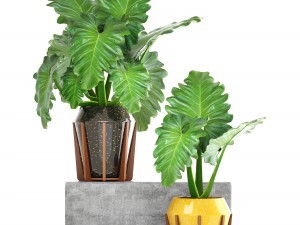 tropical plant shrubs 3D Modell