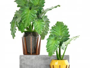 tropical plant shrubs 3D Model