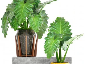 tropical plant shrubs 3D Model