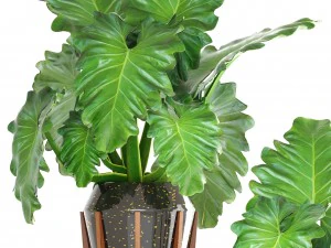 tropical plant shrubs 3D Model