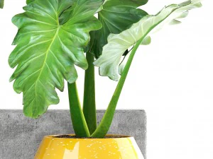 tropical plant shrubs 3D Model
