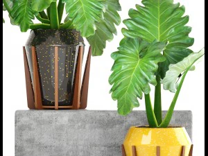 tropical plant shrubs 3D Model