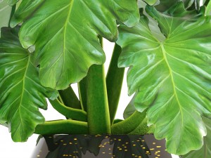 tropical plant shrubs 3D Modell