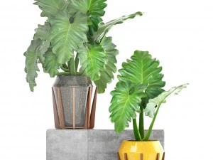 tropical plant shrubs 3D Model