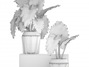tropical plant shrubs 3D Modell