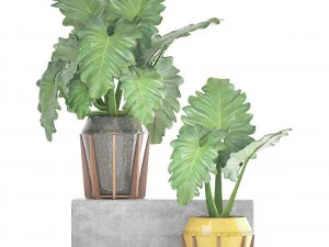 tropical plant shrubs 3D Model