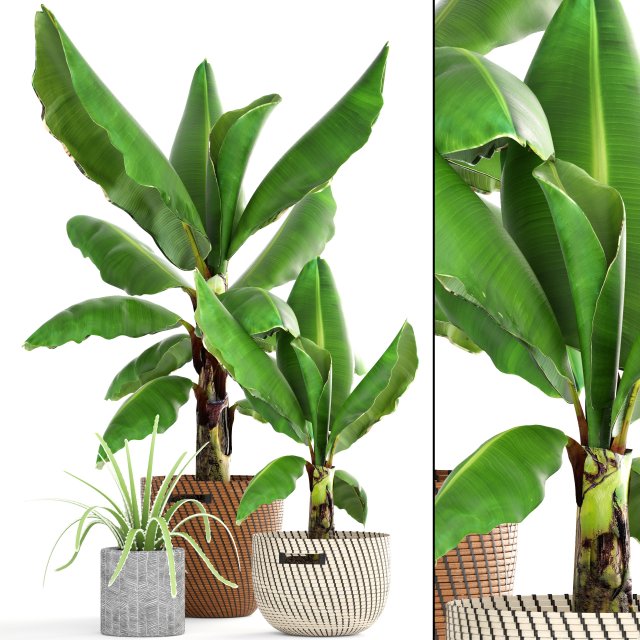 banana palm Model 3D .c4d .max .obj .3ds .fbx .stl .blend