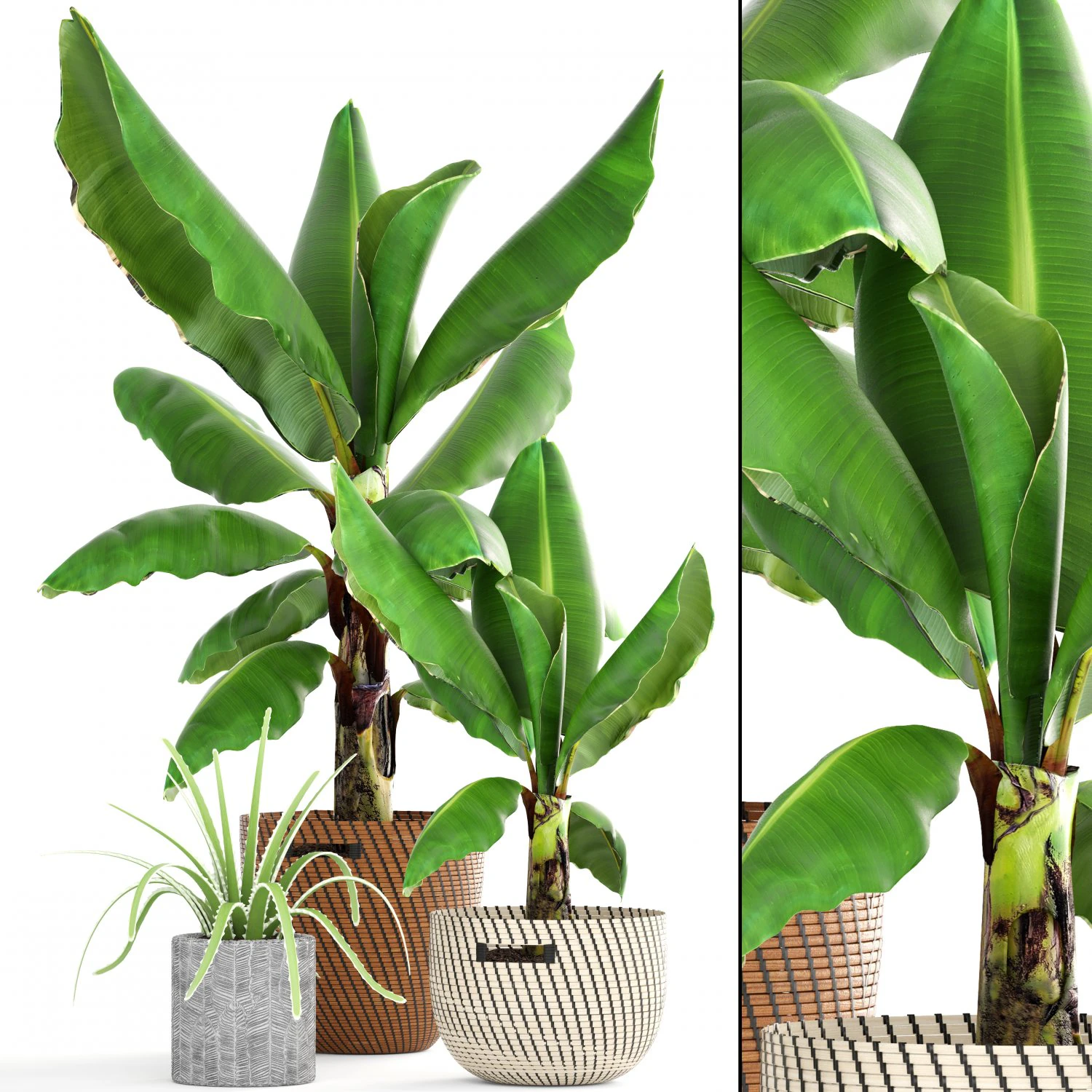 banana palm 3D Model .c4d .max .obj .3ds .fbx .stl .blend 