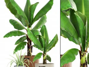 केले का ताड़ 3D मॉडल