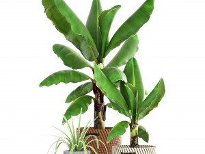 banana palm Model 3D