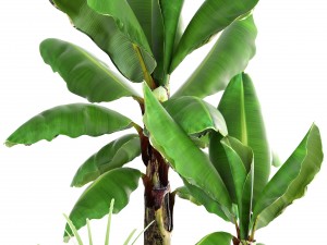 banana palm Model 3D