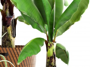 banana palm Model 3D